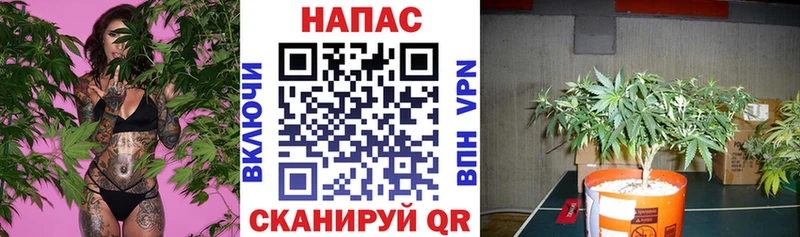 Конопля MAZAR  Баксан 